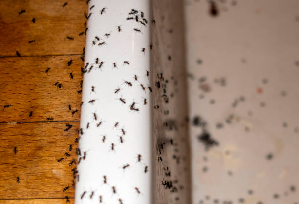 Best Insect Control  in Harahan, LA