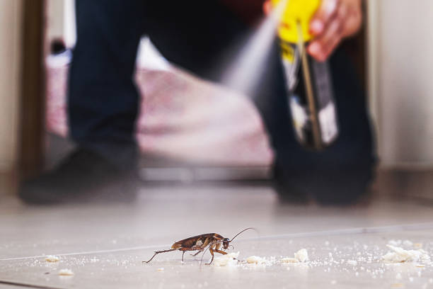 Best Termite Control Services  in Harahan, LA