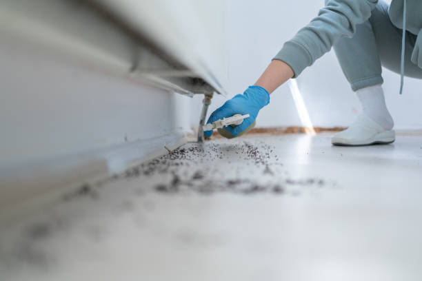 Best Flea Control Services  in Harahan, LA